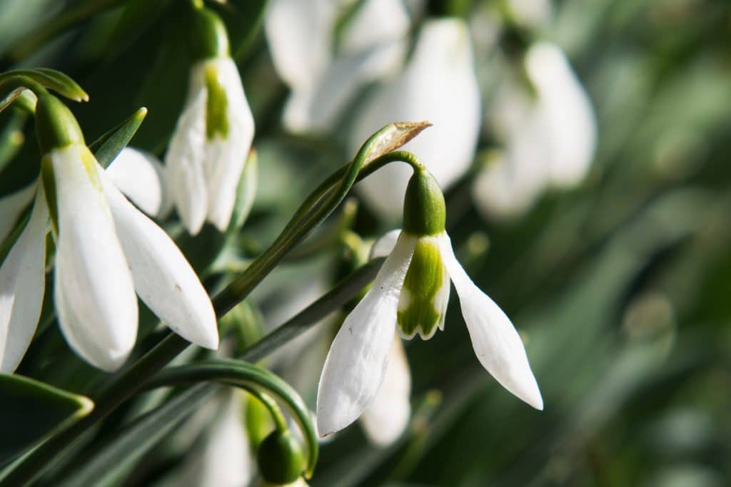 Ontstaan Natuurwens