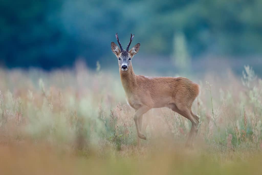 Het Hertenbos